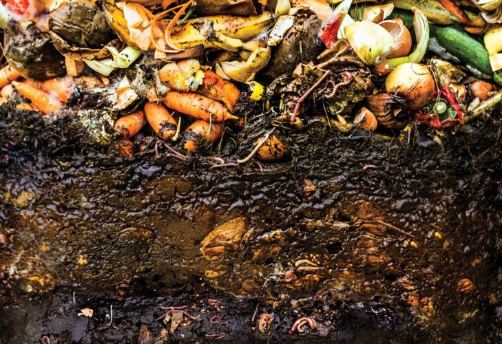 Vermicomposting Basics
